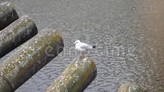 背景中与水隔离的鸟视频