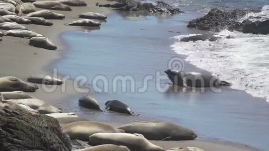 加州圣西蒙附近的大象海豹上岸视频