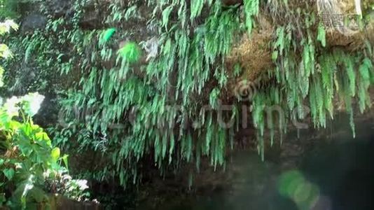 塔希提岛法属波利尼西亚的洞穴。视频