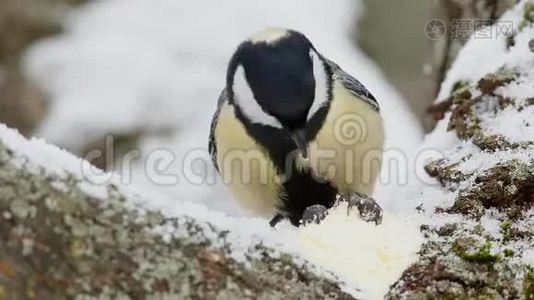 大蒂（帕罗斯少校）啄黄油特写视频