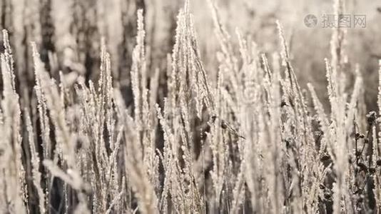 雪中枯草.. 一片片干草笼罩在雪花中。视频