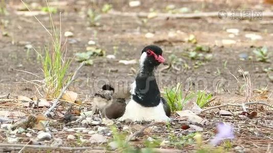 婴儿红瓦拉普温(Vanellus Indicus)和妈妈。视频