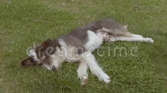 狗躺在草地上伸展慢动作视频视频