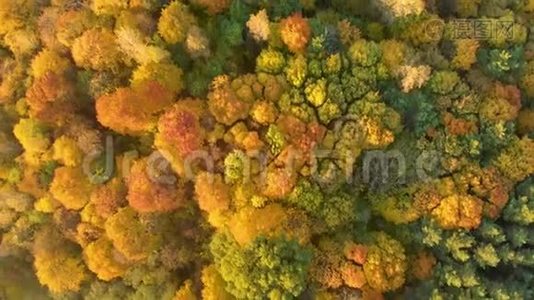 鸟瞰秋林，绿黄相间视频