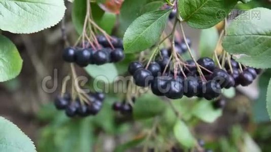 黑色龙葵，枝上成熟的浆果视频