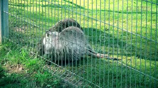 麝鼠翁达特拉藏底栖动物在动物花园笼子里行走。视频