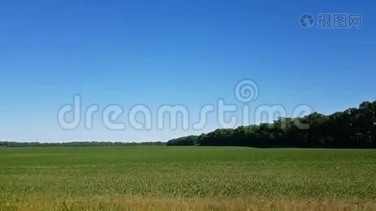 夏天的田野。 美丽的雷云飞过田野，从一辆沿着地面行驶的汽车上射击。视频