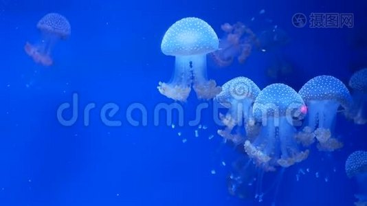 水母水族馆的自然视频