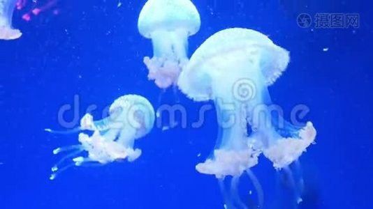 水母水族馆的自然视频