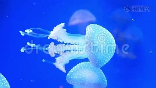 水母水族馆的自然视频