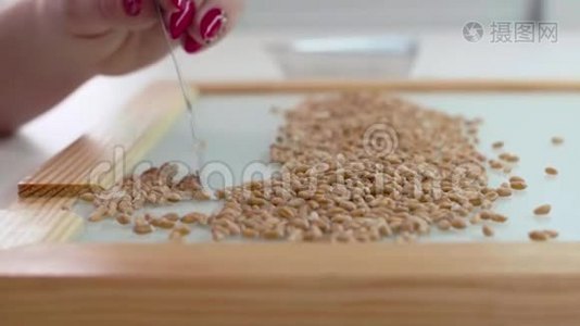 食品培养试验实验室实验室助理对转基因小麦种子进行检测。 慢动作视频