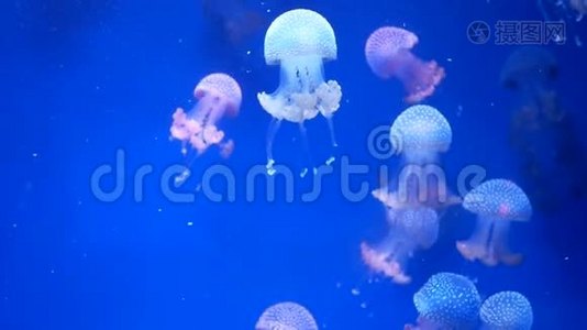 水母水族馆的自然视频