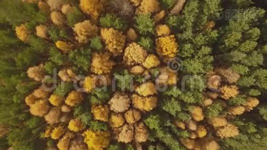 秋天多彩林的空中镜头。 黄绿树视频