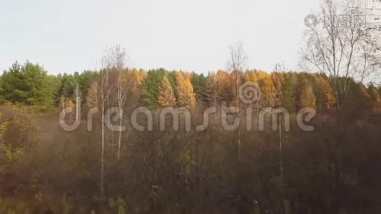 秋天多彩林的空中镜头。 黄绿树视频