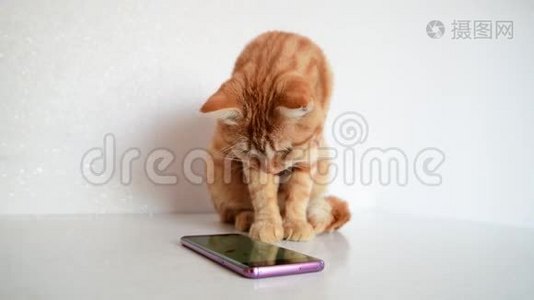 猫用电脑游戏鼠标玩智能手机视频