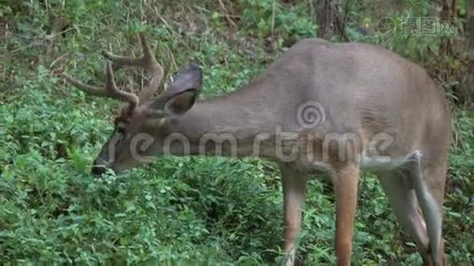 在山坡上觅食的雄鹿视频