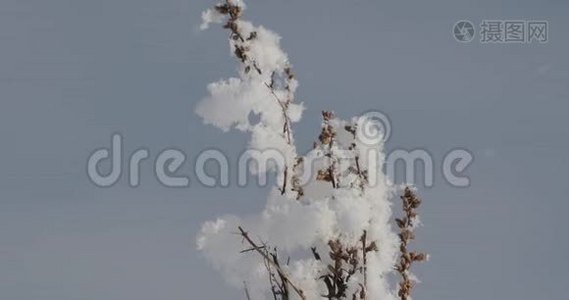 干燥的田野植物上飘来的轻雪视频