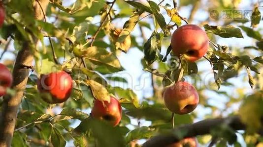 树枝上的红苹果视频