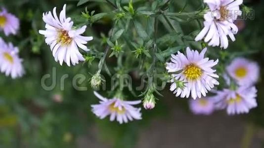 紫菀多年生植物。 花坛上的紫花..视频