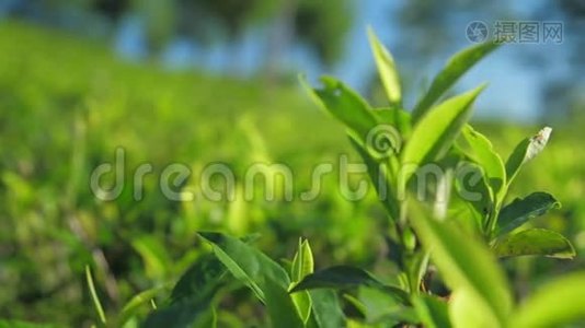 种植园特写慢动作茶树嫩枝视频