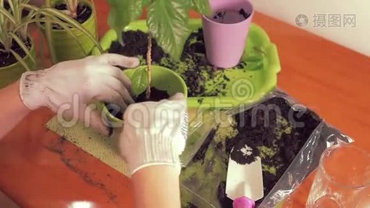 漂亮的女手戴着白色的布手套，会用一种家庭植物在锅里冲洗土壤。 组成、住宅植物视频
