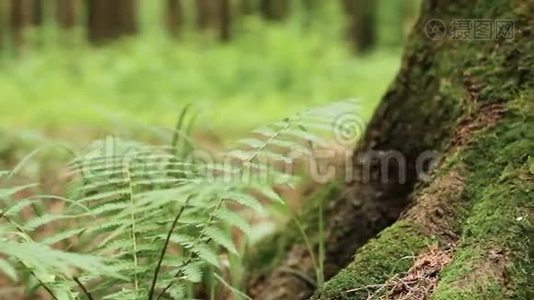 蕨类植物和松树树干视频