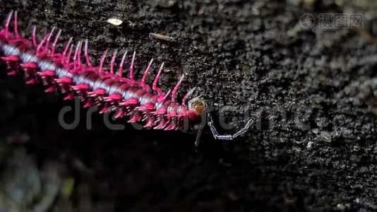 在热带雨林中令人震惊的粉红色米勒皮德。视频