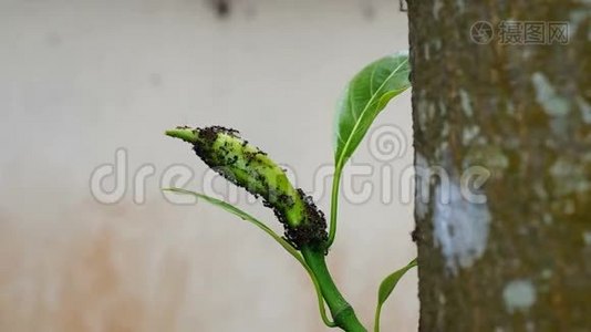 植物梢上的一群蚂蚁视频