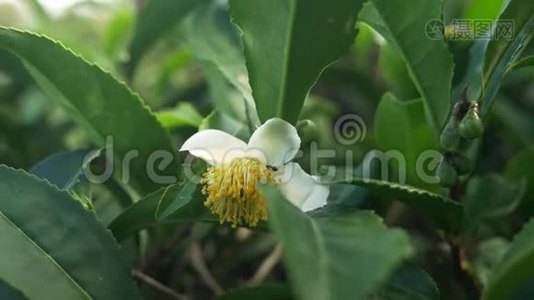 开花茶。 茶叶背景上的白色茶花。视频