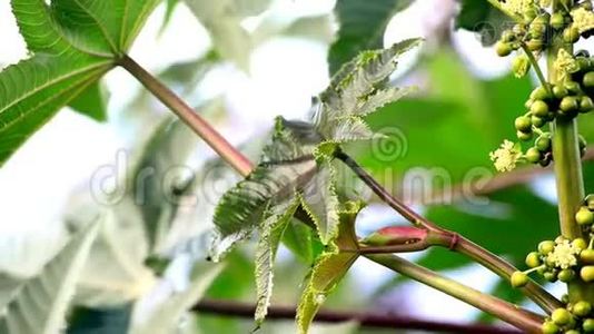 蓖麻油植物，有花和铃视频