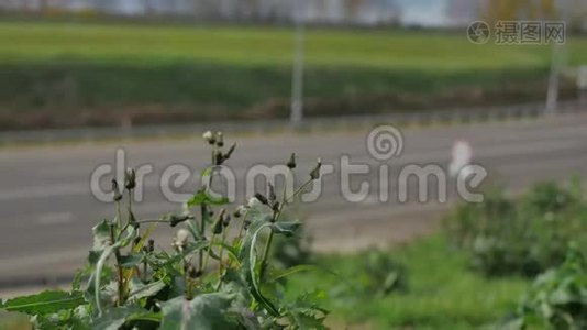 草地和鲜花生长在汽车的道路交通附近。 蜜蜂在高速公路旁授粉视频