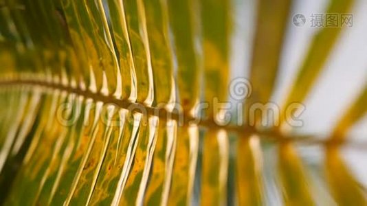 天堂海滩上美丽的椰子棕榈叶对抗明亮的太阳。 暑期旅游度假背景概念。 4K视频