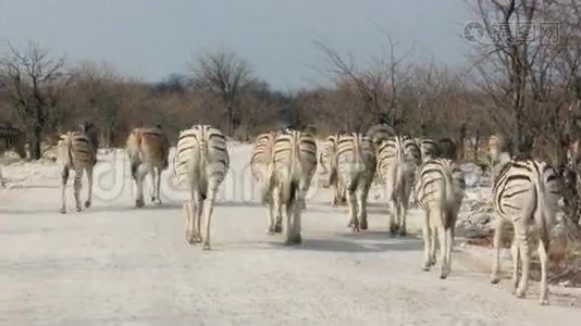 斑马穿越尘土飞扬的非洲国家公园视频