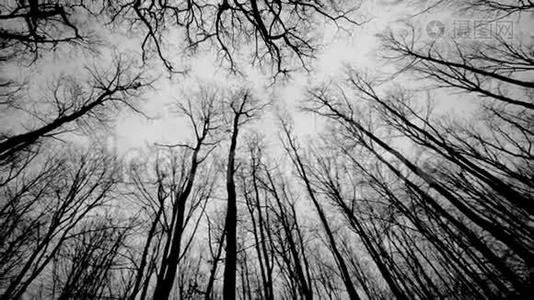 林与树——黑与白.视频