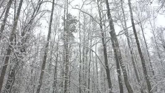 美丽的冬林中的高树。视频