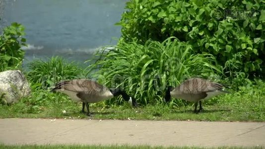 公园美丽的夏日（5分之4）视频