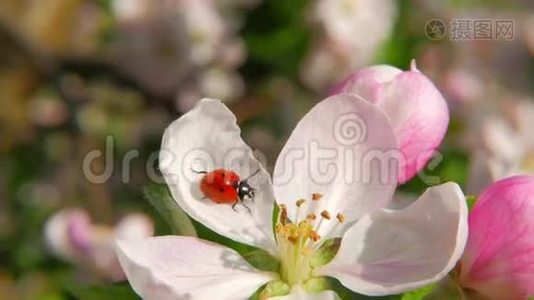 苹果花上的瓢虫视频