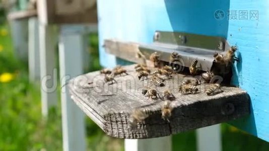 蜜蜂绕着蜂巢转圈，把新鲜的花蜜和花花粉放进蜂巢。 慢动作视频视频