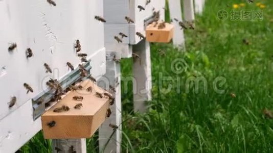 蜜蜂绕着蜂巢转圈，把新鲜的花蜜和花花粉放进蜂巢。 慢动作视频视频