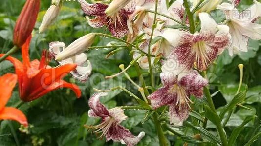 雨中的虎和橙百合花视频