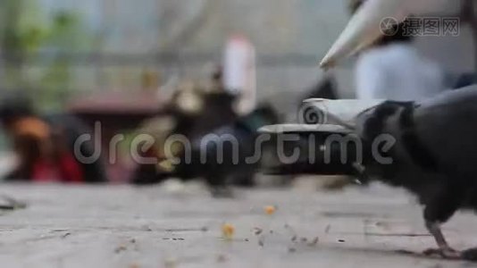 鸽子和鸽子吃玉米（靠近）视频