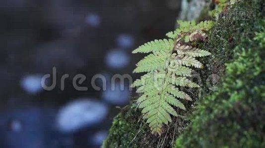 小溪前美丽的蕨类植物视频