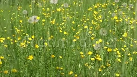 草地和夏日的黄色黄油花视频