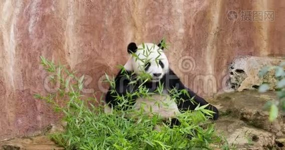 熊猫在动物园吃竹子视频
