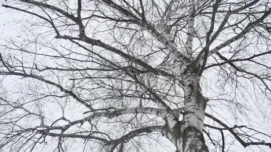 一棵桦树的树干在冬天干燥的树枝上，自然是户外的风景，俄罗斯视频
