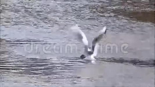 海鸥飞过水面视频