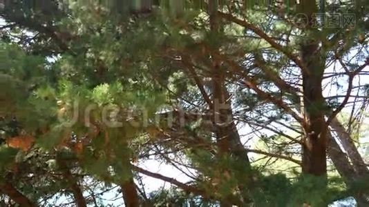 黑山的松林，在米罗克公园视频