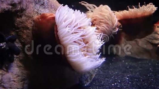 美丽的海葵和珊瑚礁上的鱼视频