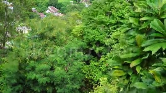 越南湄公河三角洲翠苏森林的绿树视频