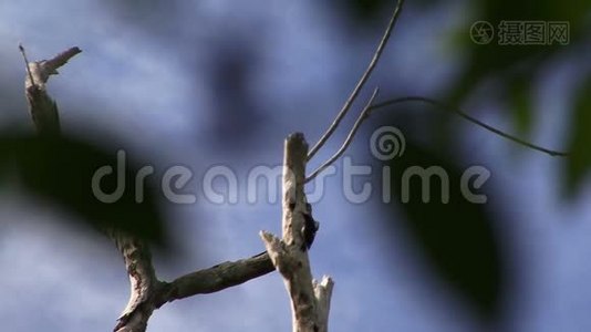 亚马逊雨林一棵树上的啄木鸟视频